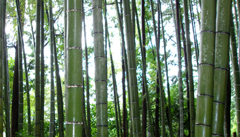 Bambuswald in Japan