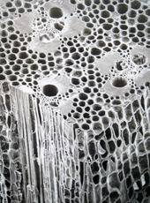 Bambus-Faserstruktur